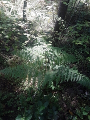 Pteridium aquilinum pubescens