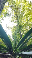 Furcraea