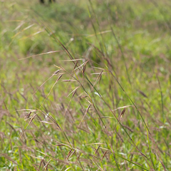 Themeda avenacea