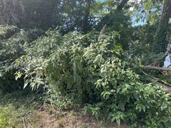 Phytolacca americana