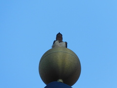 Hirundo rustica erythrogaster