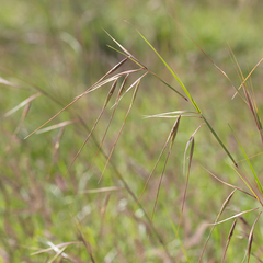 Themeda avenacea