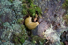 Ariolimax columbianus