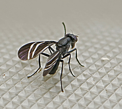 Tritoxa flexa