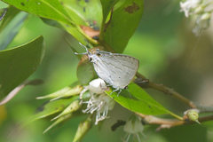 Hypolycaena phorbas