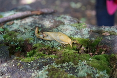 Ariolimax columbianus