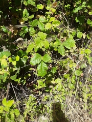 Toxicodendron diversilobum