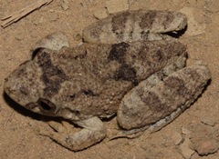 Scinax acuminatus