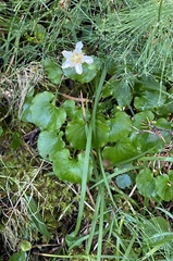 Parnassia fimbriata