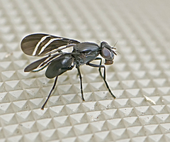 Tritoxa flexa