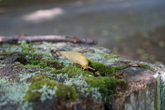 Ariolimax columbianus