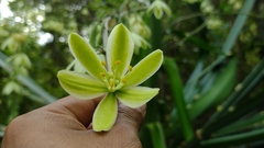 Furcraea