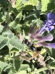 Ceratina