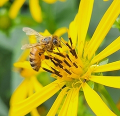 Apis mellifera
