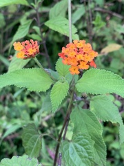 Lantana camara