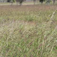 Themeda avenacea