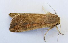 Mythimna unipuncta