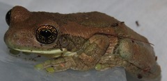 Trachycephalus typhonius