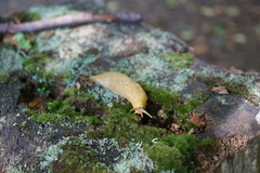Ariolimax columbianus
