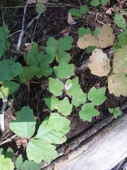 Vancouveria hexandra