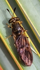 Hermetia concinna