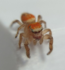 Phidippus cardinalis