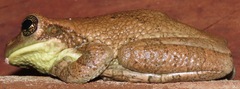 Trachycephalus typhonius