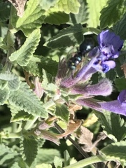 Ceratina