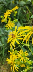 Apis mellifera