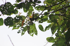 Cranioleuca erythrops