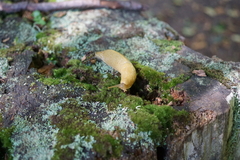 Ariolimax columbianus
