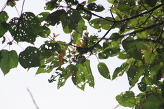 Cranioleuca erythrops