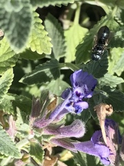 Ceratina