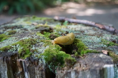 Ariolimax columbianus