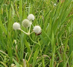Cerceris bicornuta