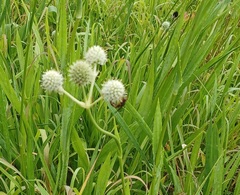Cerceris bicornuta
