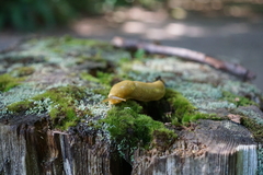 Ariolimax columbianus