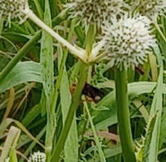 Cerceris bicornuta