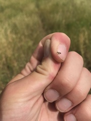 Tingidae