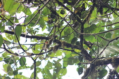 Cranioleuca erythrops