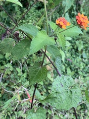 Lantana camara