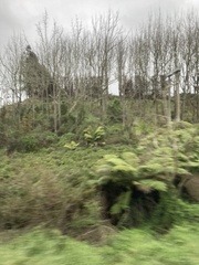 Cyathea cunninghamii