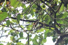 Cranioleuca erythrops