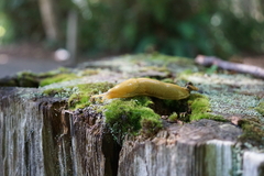 Ariolimax columbianus