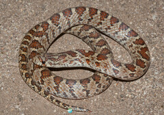 Pseudoficimia frontalis