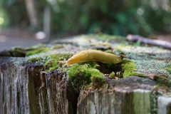 Ariolimax columbianus