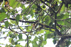 Cranioleuca erythrops