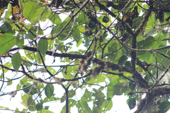 Cranioleuca erythrops