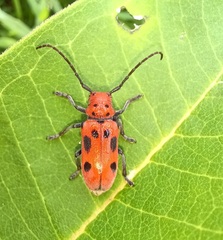 Tetraopes tetrophthalmus