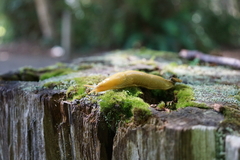 Ariolimax columbianus